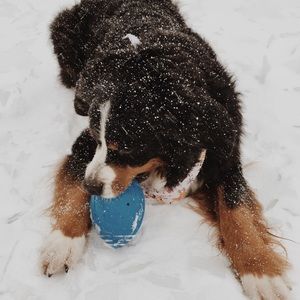 Meet your Posher, Ella